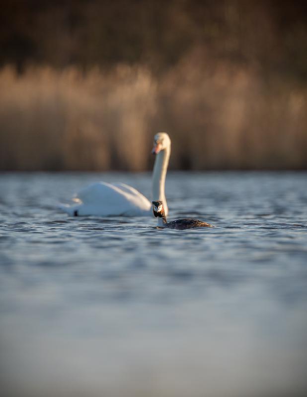 Haubentaucher und Höckerschwan