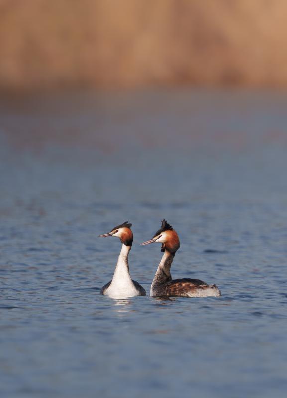 Haubentaucherpäärchen