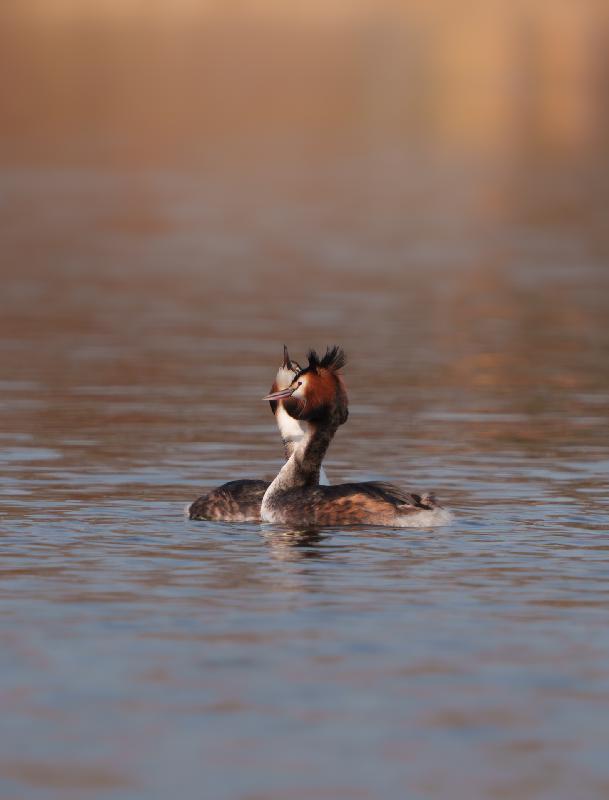 Haubentaucherpäärchen