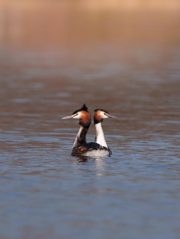 Haubentaucherpäärchen