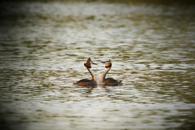 Haubentaucherpäärchen