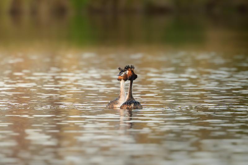 Haubentaucherpäärchen