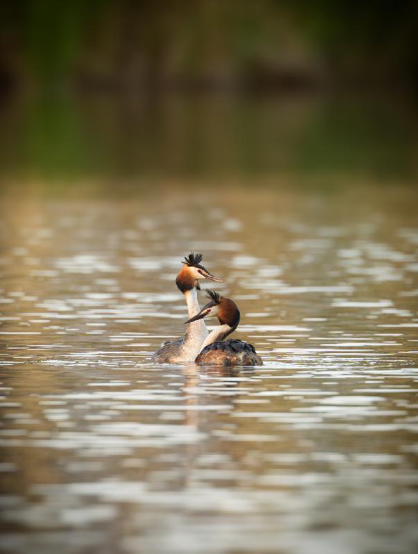 Haubentaucherpäärchen