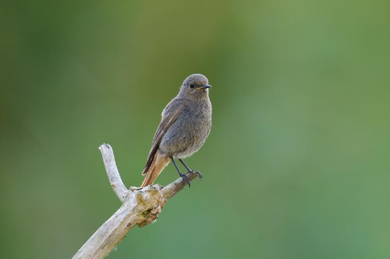 Hausrotschwanz im Garten