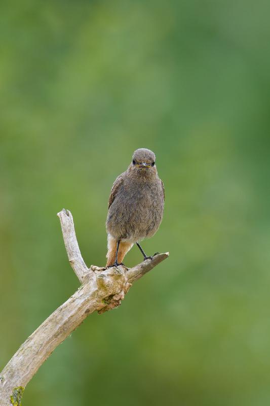 Hausrotschwanz im Garten