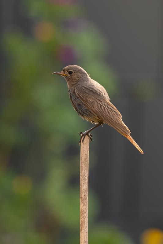 Hausrotschwanz im Garten