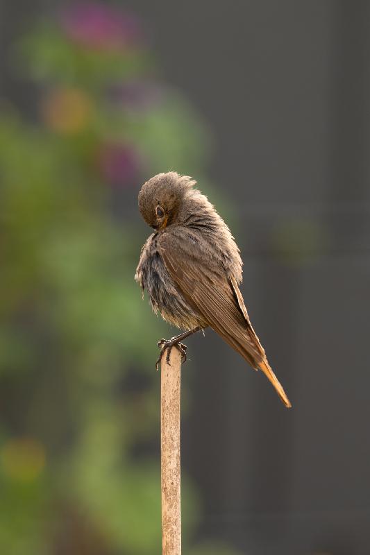 Hausrotschwanz im Garten