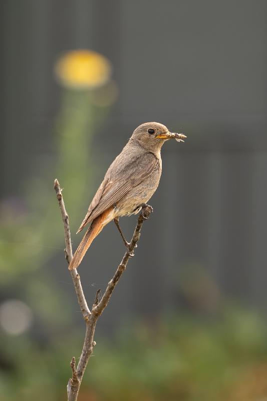 Hausrotschwanz im Garten