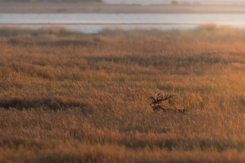Hirsch bei der Brunft