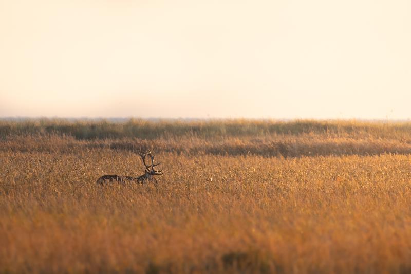 Hirsch bei der Brunft