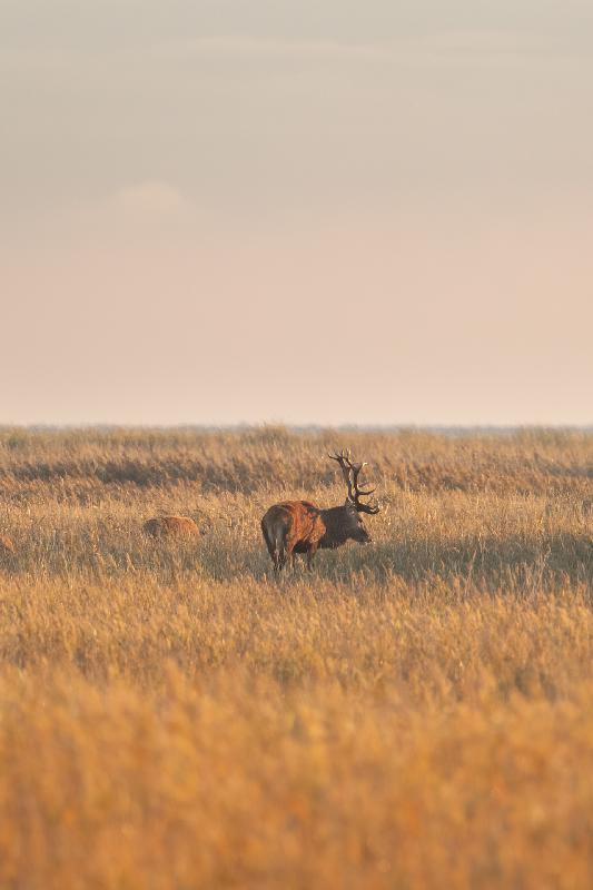Hirsch bei der Brunft