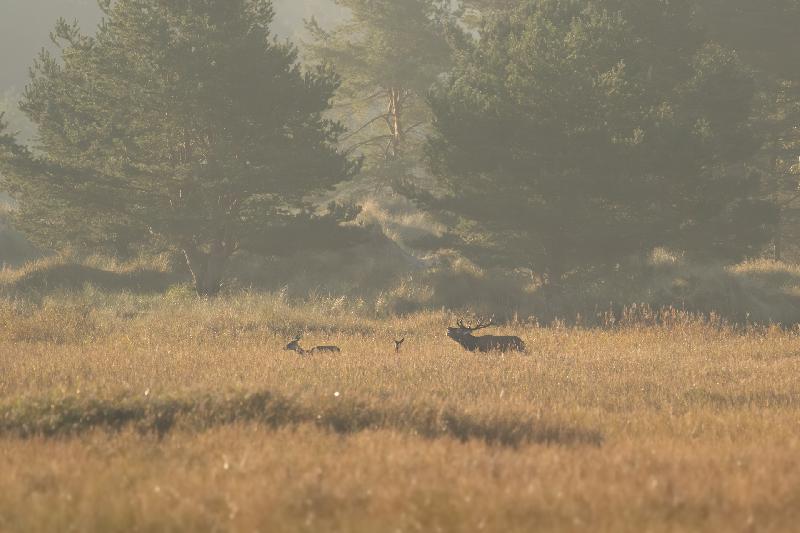 Hirsch bei der Brunft