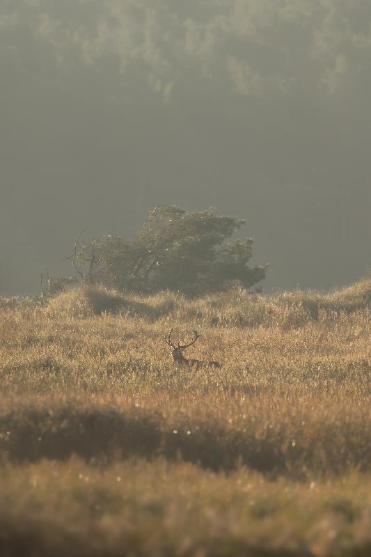 Hirsch bei der Brunft