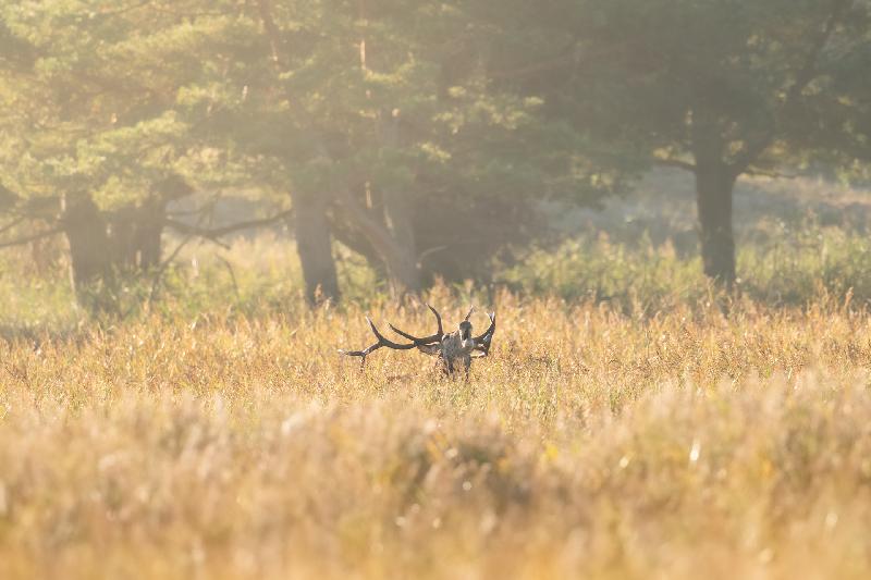 Hirsch bei der Brunft