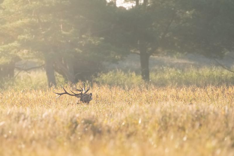 Hirsch bei der Brunft