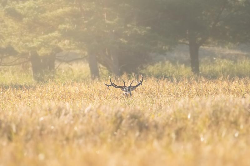 Hirsch bei der Brunft