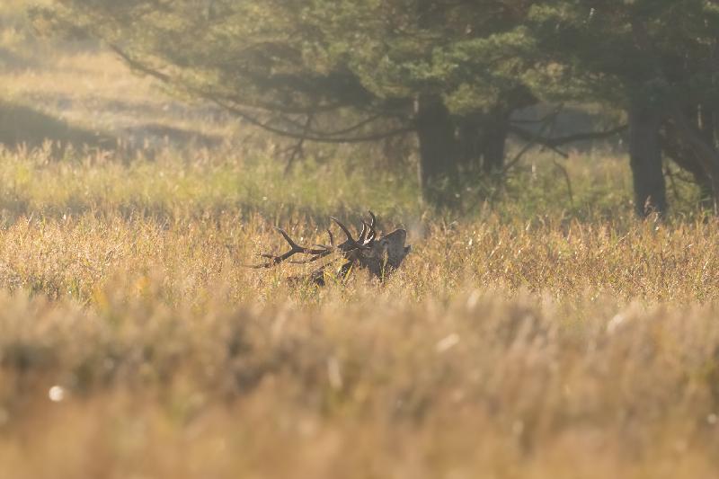 Hirsch bei der Brunft