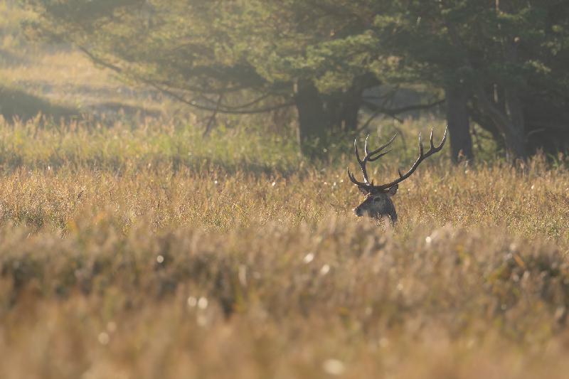 Hirsch bei der Brunft