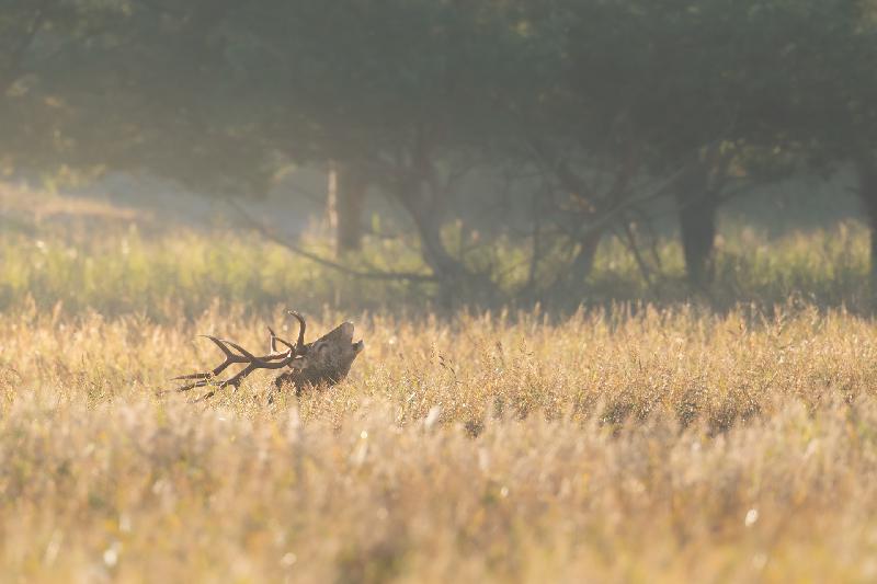 Hirsch bei der Brunft