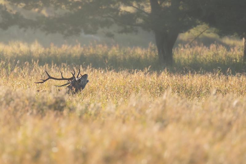 Hirsch bei der Brunft