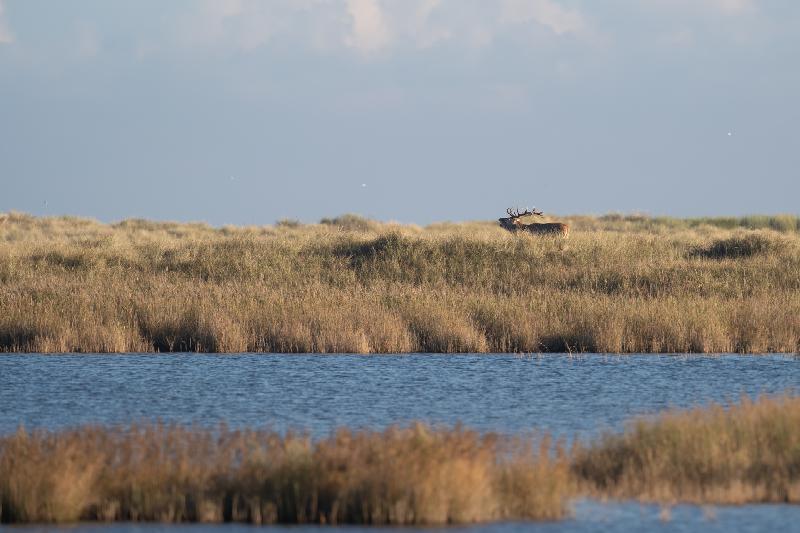 Hirsch bei der Brunft
