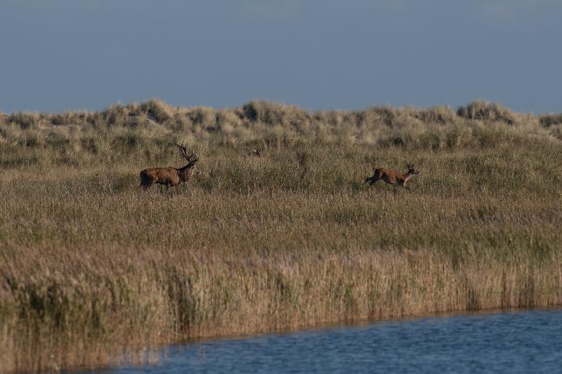 Hirsch beim Spaziergang mit seiner Kuh