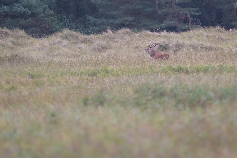 Hirschbrunft auf dem Darss