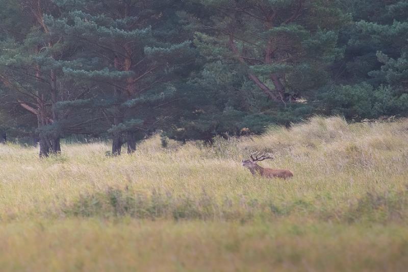Hirschbrunft auf dem Darss
