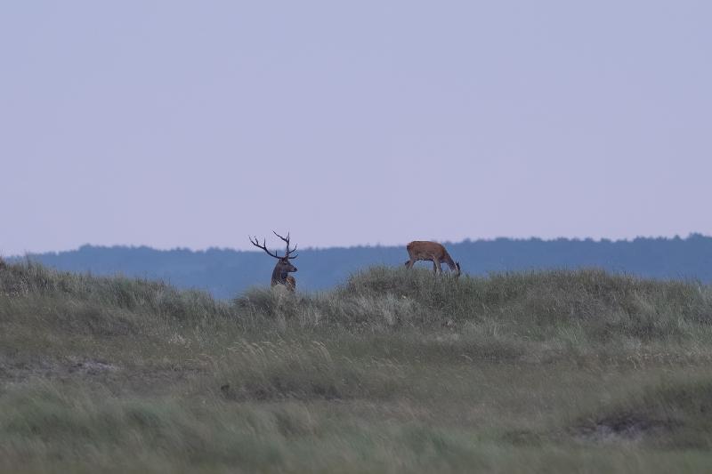 Hirschbrunft auf dem Darss