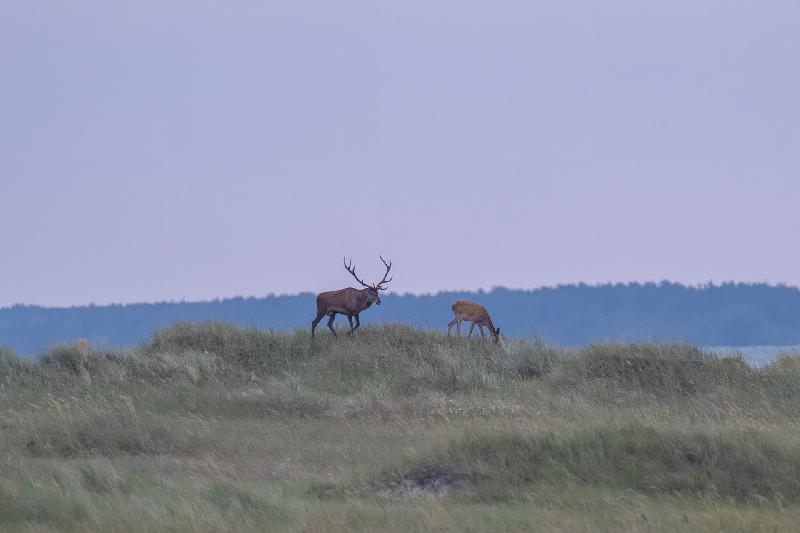 Hirschbrunft auf dem Darss