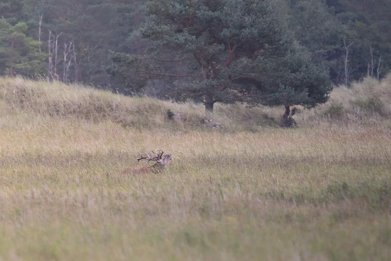 Hirschbrunft auf dem Darss