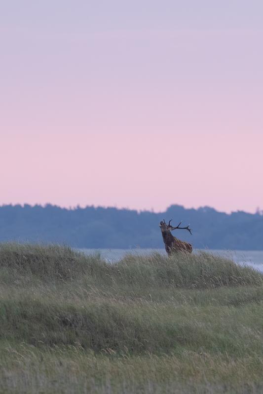 Hirschbrunft auf dem Darss