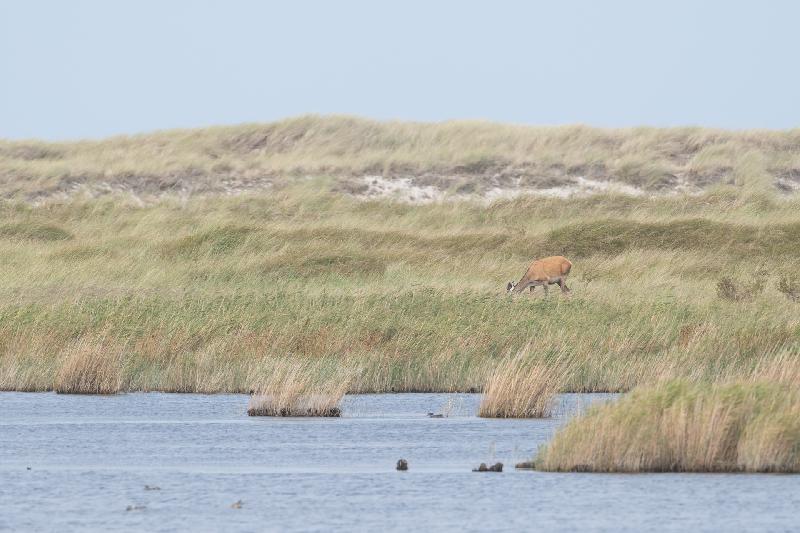 Hirschbrunft auf dem Darss