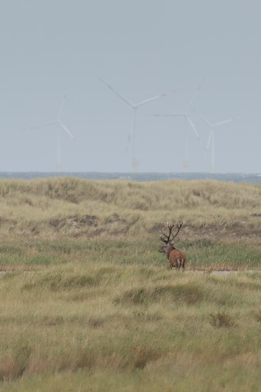 Hirschbrunft auf dem Darss