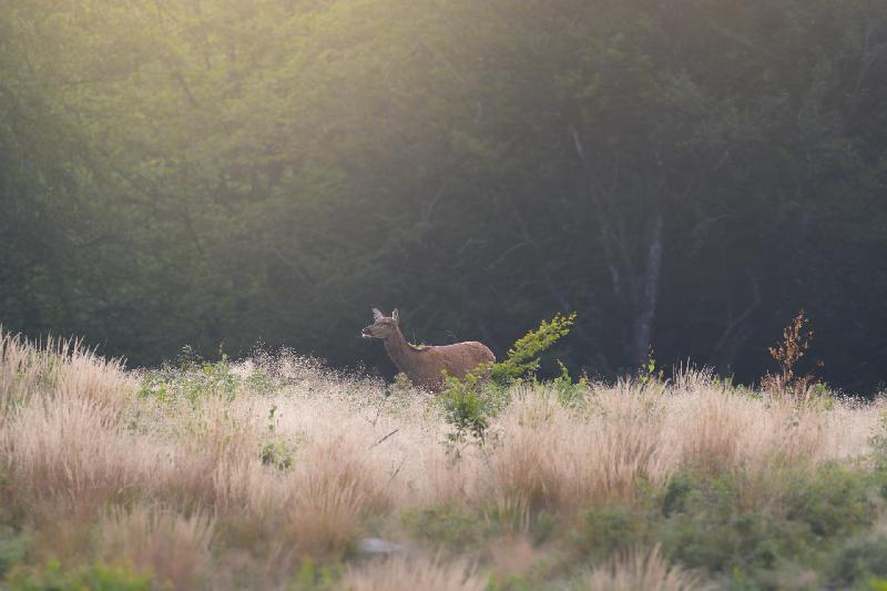 Hirschkuh im Morgenlicht