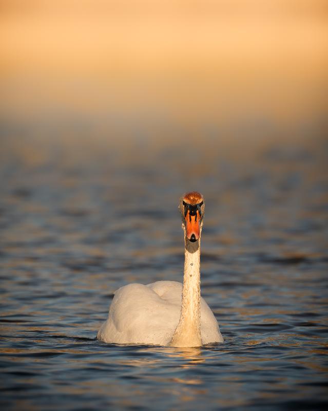 Höckerschwan auf dem Fischteich in Wismar