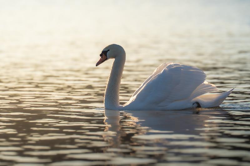 Höckerschwan auf dem Mühlenteich