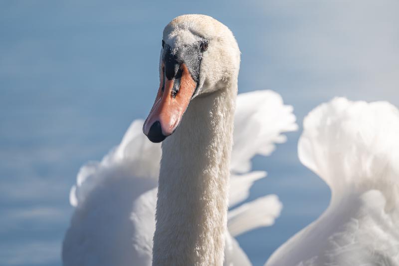 Höckerschwan auf einem Teich