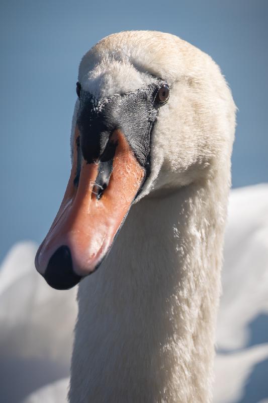 Höckerschwan auf einem Teich