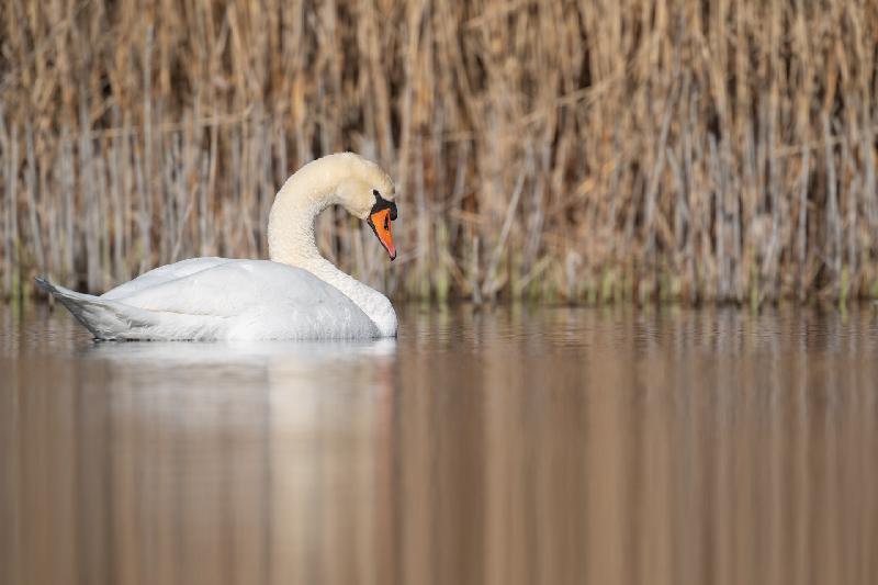 Höckerschwan auf einem Teich