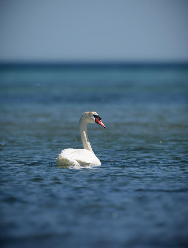 Höckerschwan bei Poel