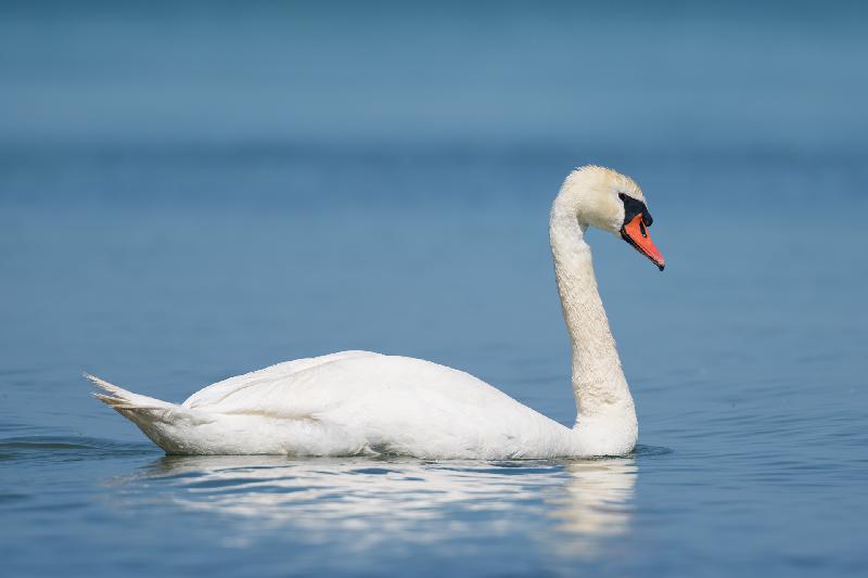 Höckerschwan bei Poel
