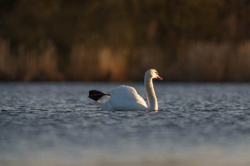 Höckerschwan im Abendlicht auf dem Mühlteneich