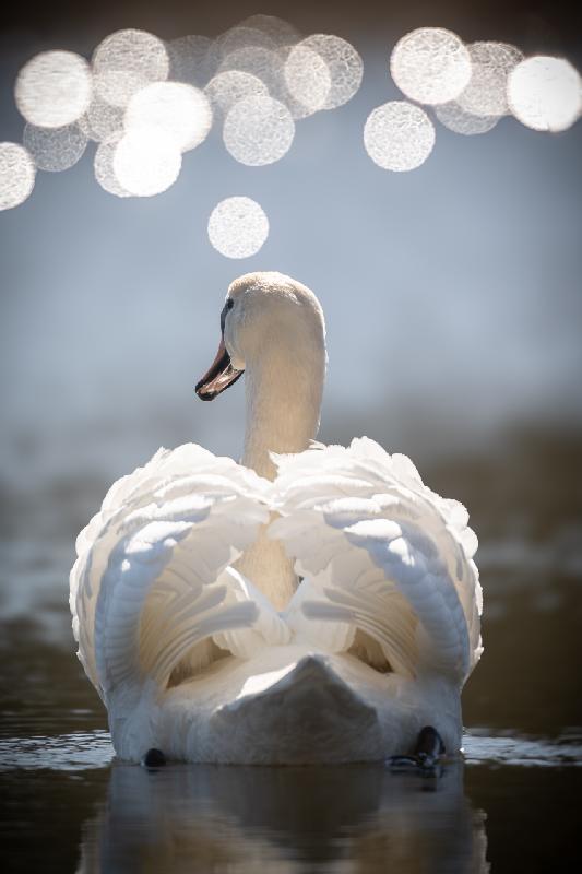 Höckerschwan im Gegenlicht