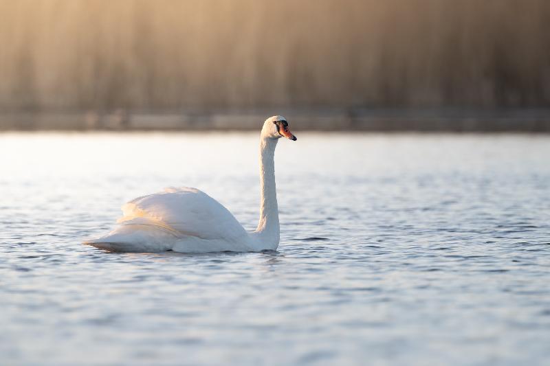 Höckerschwan im Morgenlicht