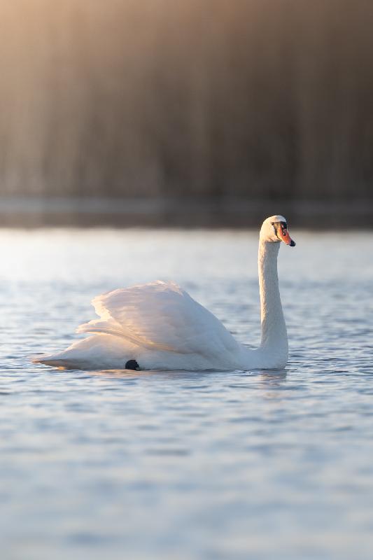 Höckerschwan im Morgenlicht