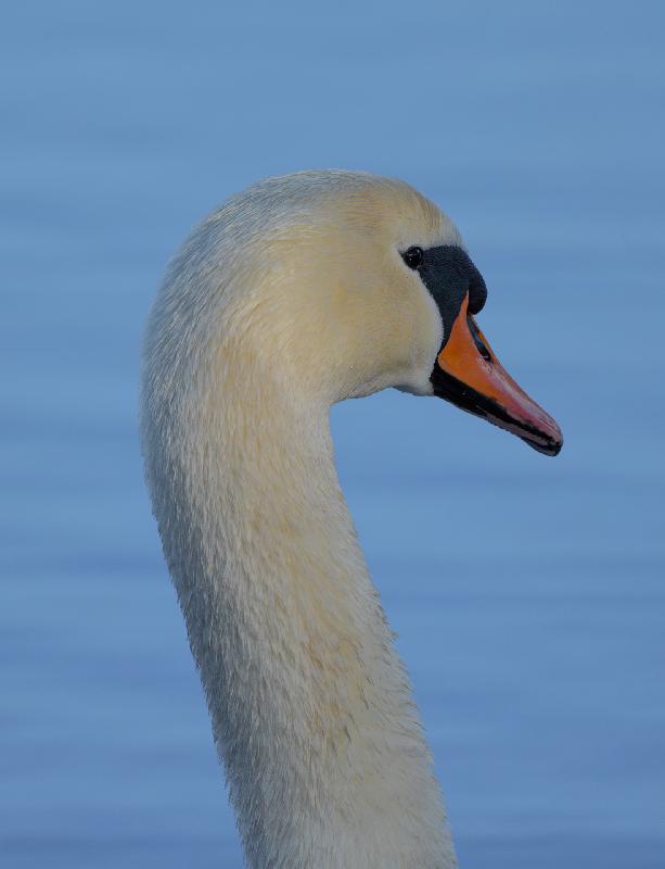 Höckerschwan im Portrait