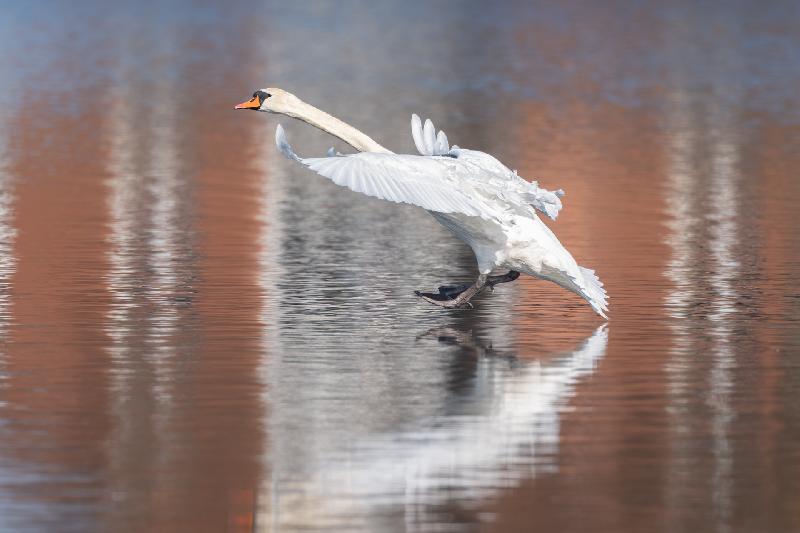 Höckerschwan landet