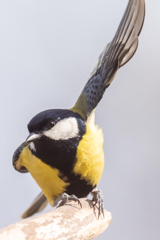 Ich bin dran - Kohlmeise