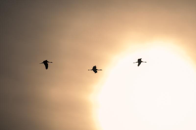 Into the light - Kraniche